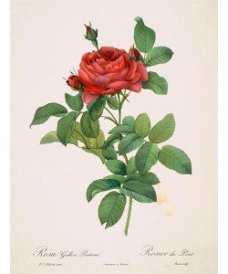 PIERRE-JOSEPH REDOUTÉ, Rosa Gallica Pontiana