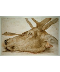 Albrecht Dürer, Kopf eines getöteten Hirsches