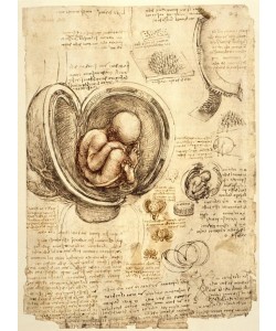 Leonardo da Vinci, Fötus im Uterus