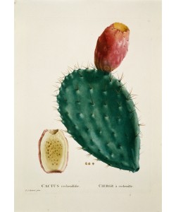 PIERRE-JOSEPH REDOUTÉ, Opuntia cochenillifera