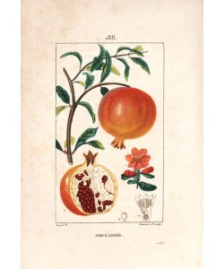 Lambert Junior, Pomegranate tree, Punica granatum