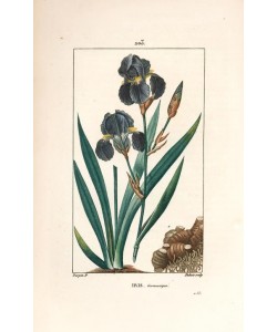 Lambert Junior, Blue flower de luce