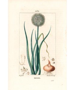 Lambert Junior, Onion, Allium cepa