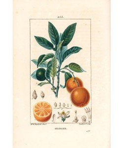 Lambert Junior, Orange, Citrus aurantium