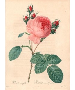 PIERRE-JOSEPH REDOUTÉ, Cabbage rose