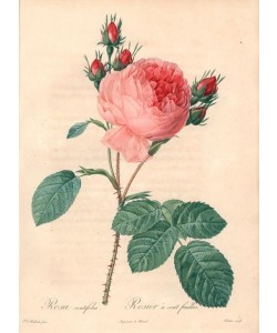 PIERRE-JOSEPH REDOUTÉ, Cabbage rose
