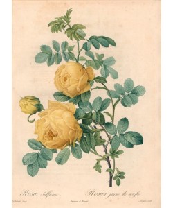 PIERRE-JOSEPH REDOUTÉ, Yellow sulfur rose