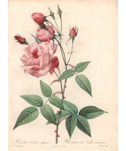 PIERRE-JOSEPH REDOUTÉ, Old Blush rose