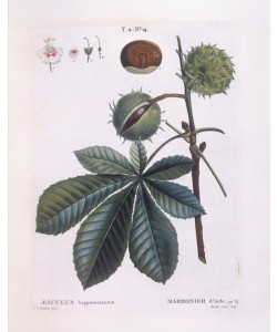 PIERRE-JOSEPH REDOUTÉ, Botany – Sapindaceae – Horse-chestnut