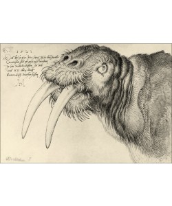 Albrecht Dürer, Kopf eines Walrosses