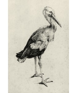 Albrecht Dürer, Storch