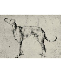 Albrecht Dürer, Windhund