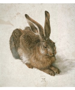 Albrecht Dürer, Junger Feldhase
