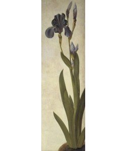 Albrecht Dürer, Schwertlilie