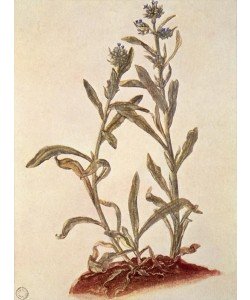 Albrecht Dürer, Liebäugel