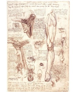 Leonardo da Vinci, Anatomiestudien: Zunge, Rachen, Kehlkopf und Speiseröhre