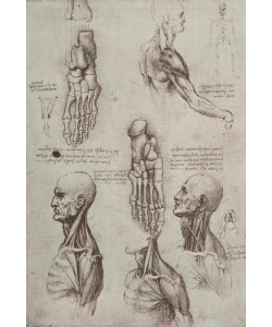 Leonardo da Vinci, Anatomiestudien