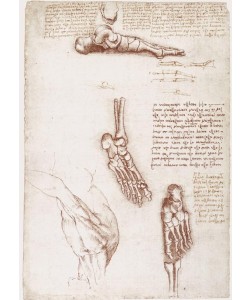 Leonardo da Vinci, Anatomiestudien: Oberflächenanatomie der Schulter / Knochen des Fußes.