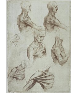 Leonardo da Vinci, Hals– Schultermuskulatur