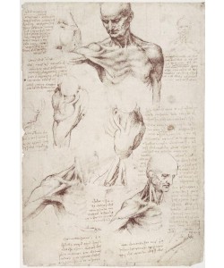 Leonardo da Vinci, Anatomiestudien: Die Oberflächenmuskeln von Hals und Schulter