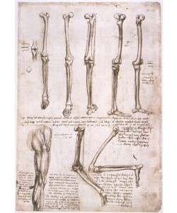 Leonardo da Vinci, Anatomiestudien