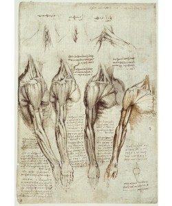 Leonardo da Vinci, Anatomiestudien