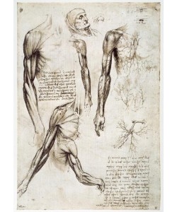 Leonardo da Vinci, Anatomiestudien