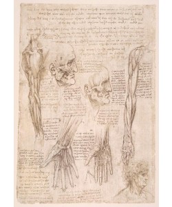 Leonardo da Vinci, Anatomiestudien