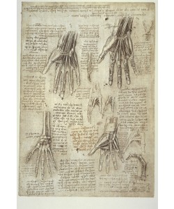 Leonardo da Vinci, Anatomiestudien