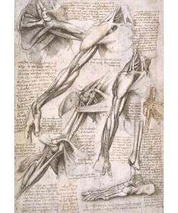 Leonardo da Vinci, Anatomiestudien