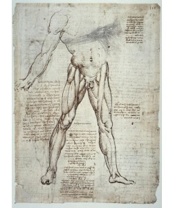 Leonardo da Vinci, Anatomiestudien