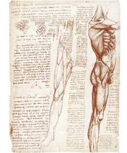 Leonardo da Vinci, Anatomiestudien: Die Muskulatur des Rumpfes und der Beine