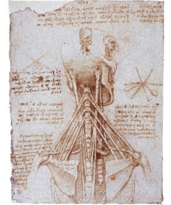 Leonardo da Vinci, Anatomiestudie: Die Muskeln des Halses...
