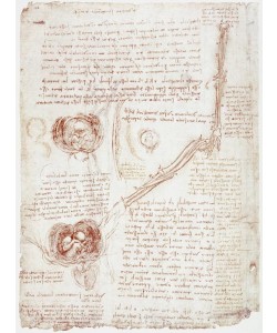 Leonardo da Vinci, Anatomiestudien: Bewegung des Ellbogengelenks / Fetus im Uterus