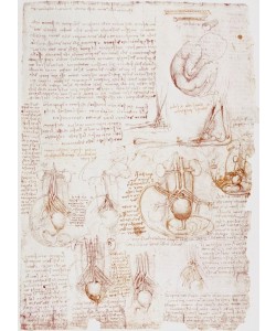 Leonardo da Vinci, Anatomiestudien: Nabelschnur / Fetus...