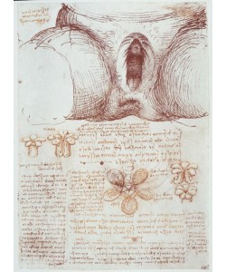 Leonardo da Vinci, Anatomiestudien: Vulva einer multiparen Frau nach der Geburt
