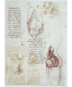 Leonardo da Vinci, Anatomiestudien: Vergleichende Darstellungen männlicher und weiblicher Genitalien