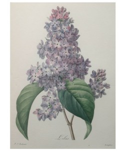 PIERRE-JOSEPH REDOUTÉ, Lilacs