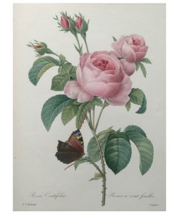 PIERRE-JOSEPH REDOUTÉ, Petaled Rose