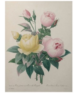 PIERRE-JOSEPH REDOUTÉ, Indian or Rose of Bengal