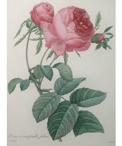 PIERRE-JOSEPH REDOUTÉ, Rose with a Hundred Leaves
