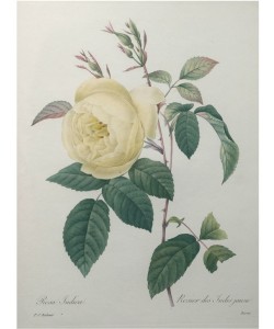 PIERRE-JOSEPH REDOUTÉ, Yellow Rose of the Indies