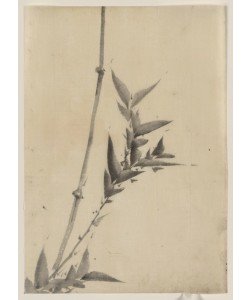 Katsushika Hokusai, Bamboo shoots