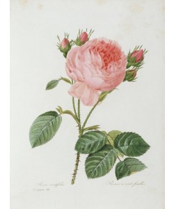 PIERRE-JOSEPH REDOUTÉ, Rosa centifolia / Rosier à cent feuilles
