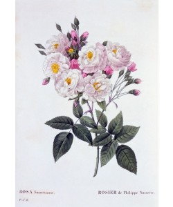 PIERRE-JOSEPH REDOUTÉ, Rosa Noisettiana, 1824-1826