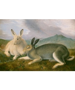 John James  Audubon, Arctic Hare, ca 1841