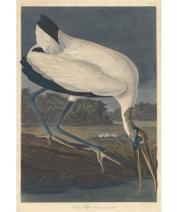 Robert Havell, Wood Ibis