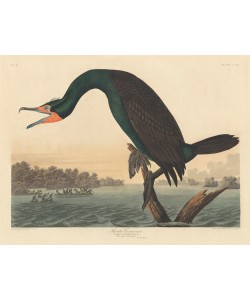 Robert Havell, Florida Cormorant