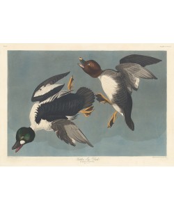 Robert Havell, Golden-eye Duck