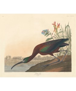 Robert Havell,  Glossy Ibis